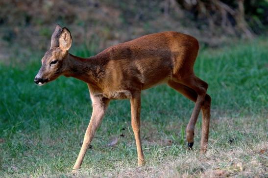 Reh - Wildpark Alte Fasanerie Klein Auheim 2016