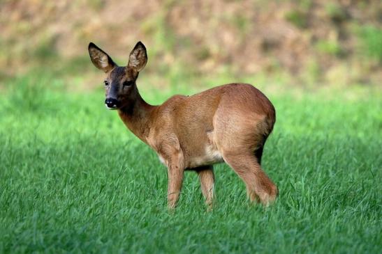 Reh - Wildpark Alte Fasanerie Klein Auheim 2016