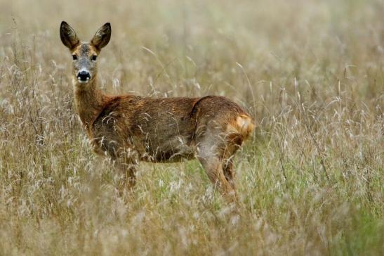 Foto des Monats Oktober 2021 Reh Gelände des Wildpark Alte Fasanerie Klein Auheim