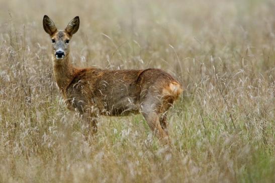 Reh - Wildpark Alte Fasanerie Klein Auheim 2016