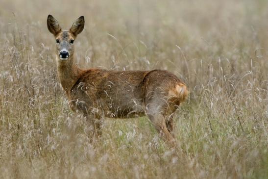 Reh - Wildpark Alte Fasanerie Klein Auheim 2016