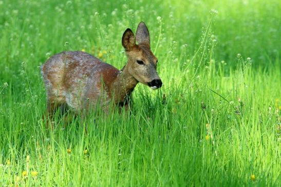 Reh - Wildpark Alte Fasanerie Klein Auheim 2016