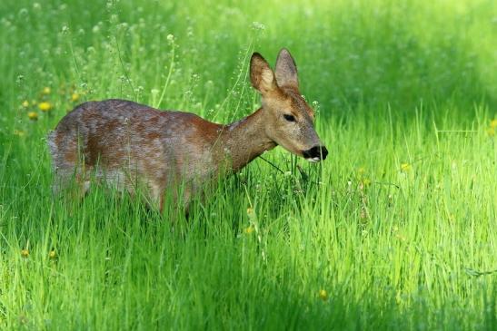 Reh - Wildpark Alte Fasanerie Klein Auheim 2016