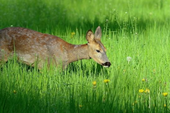 Reh - Wildpark Alte Fasanerie Klein Auheim 2016