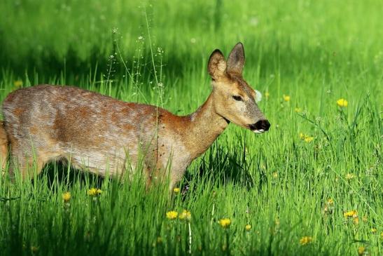 Reh - Wildpark Alte Fasanerie Klein Auheim 2016