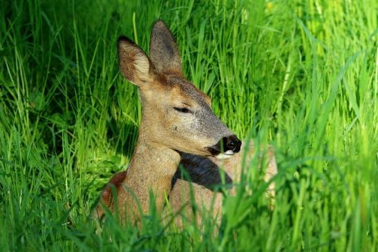 Reh - Wildpark Alte Fasanerie Klein Auheim 2016