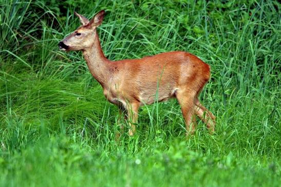 Reh - Wildpark Alte Fasanerie Klein Auheim 2016