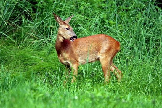 Reh - Wildpark Alte Fasanerie Klein Auheim 2016