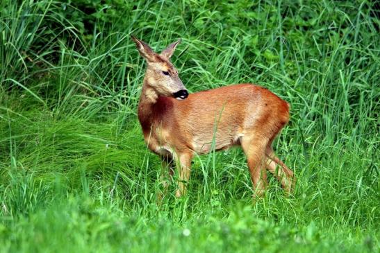 Reh - Wildpark Alte Fasanerie Klein Auheim 2016