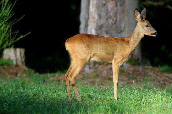 Reh - Wildpark Alte Fasanerie Klein Auheim 2016