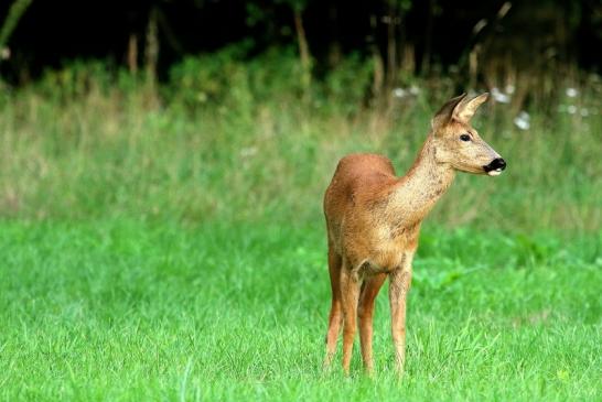 Reh - Wildpark Alte Fasanerie Klein Auheim 2017