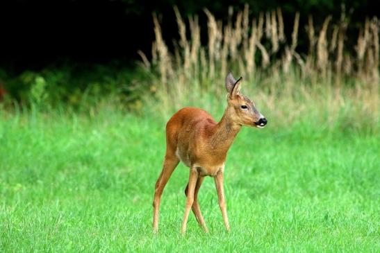 Reh - Wildpark Alte Fasanerie Klein Auheim 2017