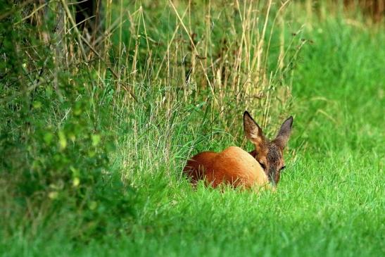 Reh - Wildpark Alte Fasanerie Klein Auheim 2017