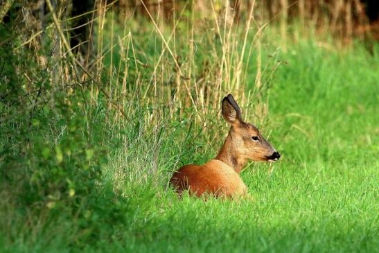 Reh - Wildpark Alte Fasanerie Klein Auheim 2017