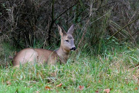 Reh - Wildpark Alte Fasanerie Klein Auheim 2017