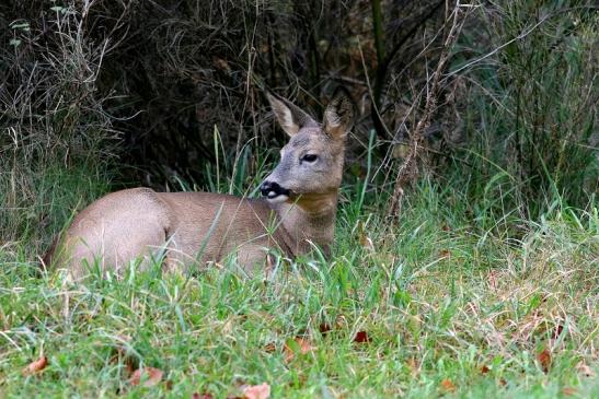 Reh - Wildpark Alte Fasanerie Klein Auheim 2017