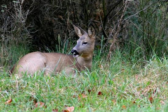 Reh - Wildpark Alte Fasanerie Klein Auheim 2017