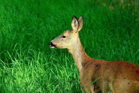 Reh - Wildpark Alte Fasanerie Klein Auheim 2017