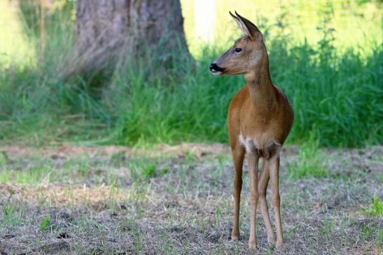 Reh - Wildpark Alte Fasanerie Klein Auheim 2017