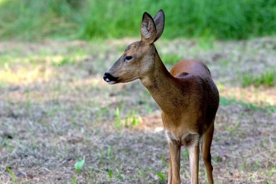 Reh - Wildpark Alte Fasanerie Klein Auheim 2017