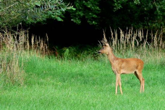 Reh - Wildpark Alte Fasanerie Klein Auheim 2017