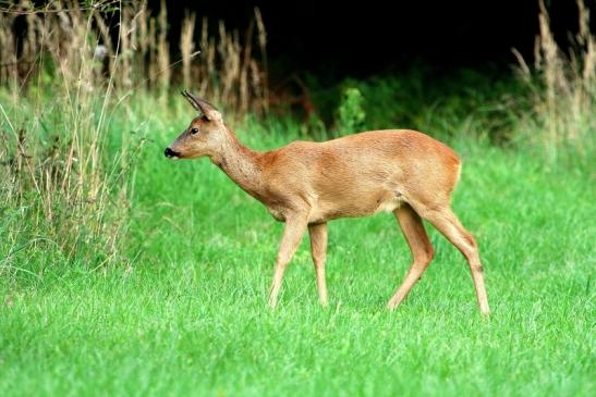 Reh - Wildpark Alte Fasanerie Klein Auheim 2017