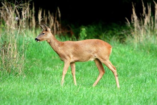 Reh - Wildpark Alte Fasanerie Klein Auheim 2017