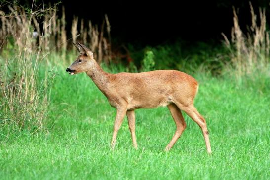 Reh - Wildpark Alte Fasanerie Klein Auheim 2017