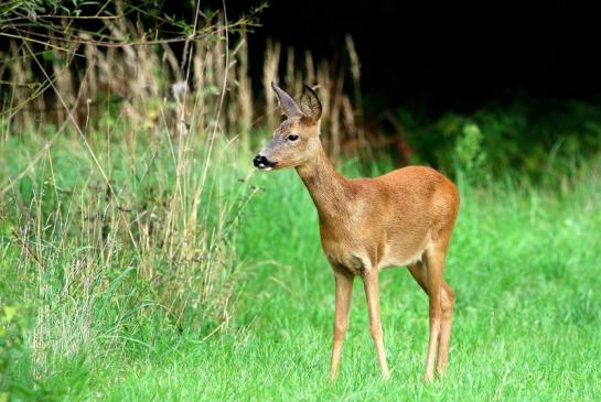 Reh - Wildpark Alte Fasanerie Klein Auheim 2017