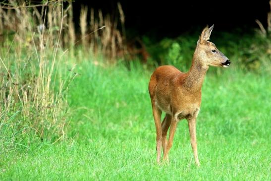 Reh - Wildpark Alte Fasanerie Klein Auheim 2017