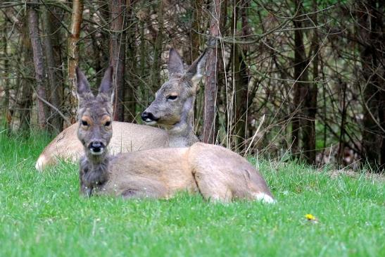 Reh - Wildpark Alte Fasanerie Klein Auheim 2019