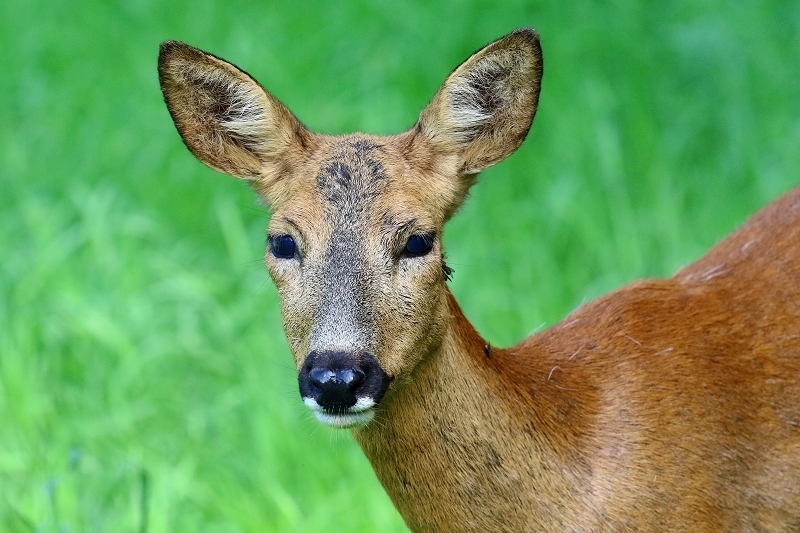 Reh - Wildpark Alte Fasanerie Klein Auheim 2019