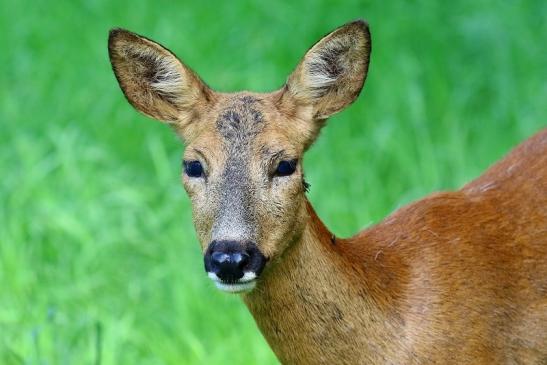 Reh Wildpark Alte Fasanerie Klein Auheim 2019