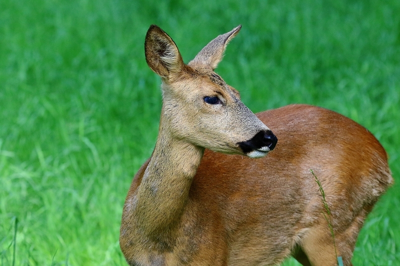 Reh - Wildpark Alte Fasanerie Klein Auheim 2019