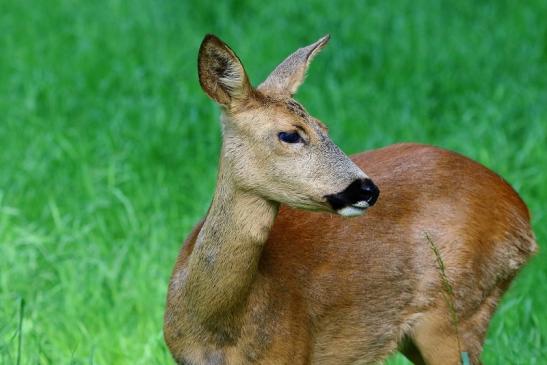 Reh - Wildpark Alte Fasanerie Klein Auheim 2019