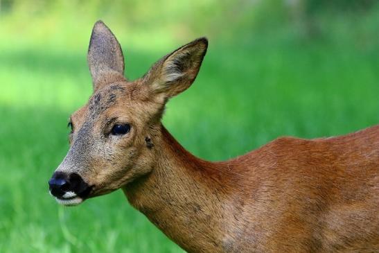 Reh - Wildpark Alte Fasanerie Klein Auheim 2019