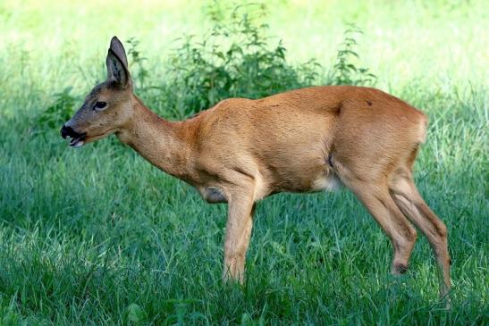 Reh Wildpark Alte Fasanerie Klein Auheim 2020