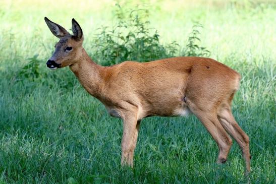 Reh Wildpark Alte Fasanerie Klein Auheim 2020