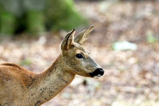 Reh Wildpark Alte Fasanerie Klein Auheim 2020