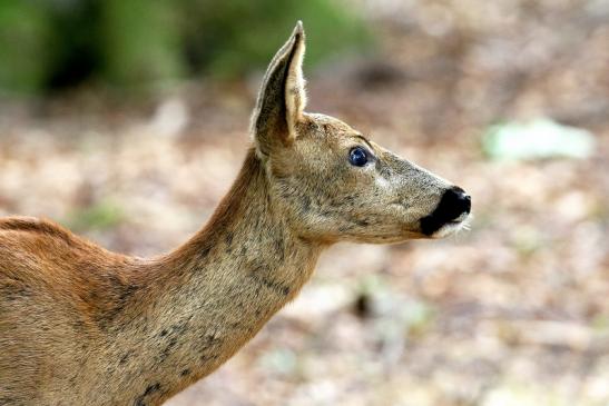 Reh Wildpark Alte Fasanerie Klein Auheim 2020