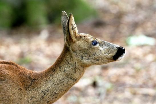 Reh Wildpark Alte Fasanerie Klein Auheim 2020