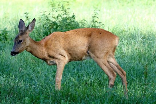 Reh Wildpark Alte Fasanerie Klein Auheim 2020