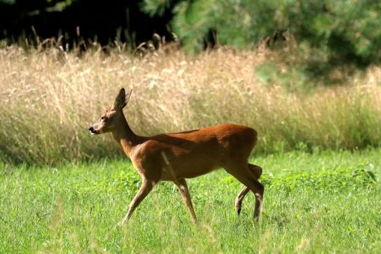 Reh Wildpark Alte Fasanerie Klein Auheim 2021