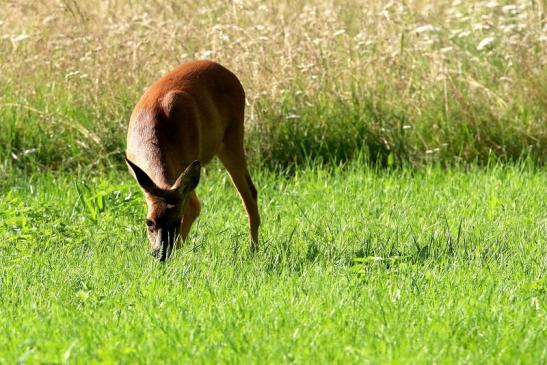 Reh Wildpark Alte Fasanerie Klein Auheim 2021