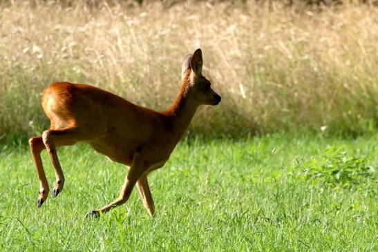 Reh Wildpark Alte Fasanerie Klein Auheim 2021