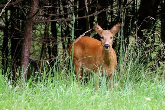 Reh Wildpark Alte Fasanerie Klein Auheim 2021