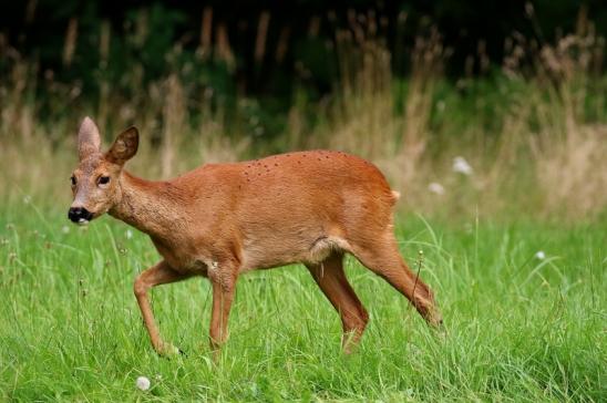 Reh Wildpark Alte Fasanerie Klein Auheim 2021