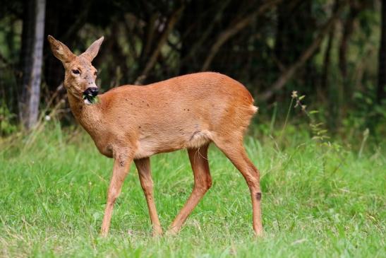 Reh Wildpark Alte Fasanerie Klein Auheim 2021