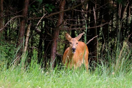 Reh Wildpark Alte Fasanerie Klein Auheim 2021