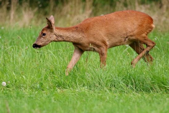 Reh Wildpark Alte Fasanerie Klein Auheim 2021